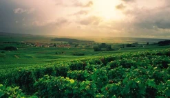 Champagne Wine Of Kings And the King of Wines