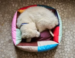 Dog Flat Hundehalsbånd, Blue/Off White