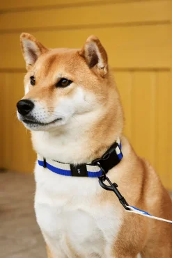 Dog Flat Hundehalsbånd, Blue/ Off White