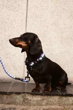 Dog Flat Hundehalsbånd, Lavender/Green