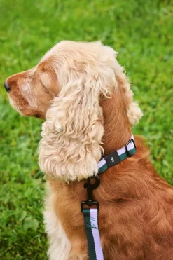 Dog Flat Hundehalsbånd, Lavender/Green