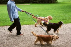 Dog Flat Hundesnor, Blue/Off White