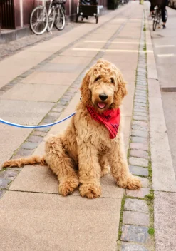 Dog Flat Hundesnor, Blue/Off White