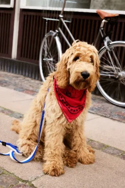 Dog Flat Hundesnor, Blue/Off White