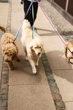 Dog Flat Hundesnor, Lavender/Green