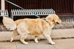 Dog Flat Hundesnor, Lavender/Green