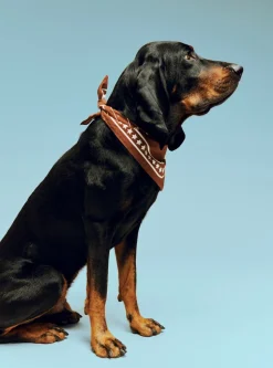 Dog Hundetørklæde, Brown