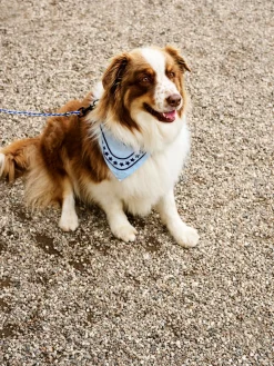 Dog Hundetørklæde, Light Blue