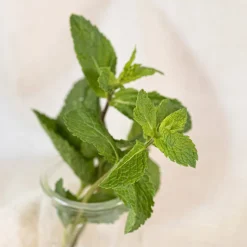 Æterisk Olie, Spearmint